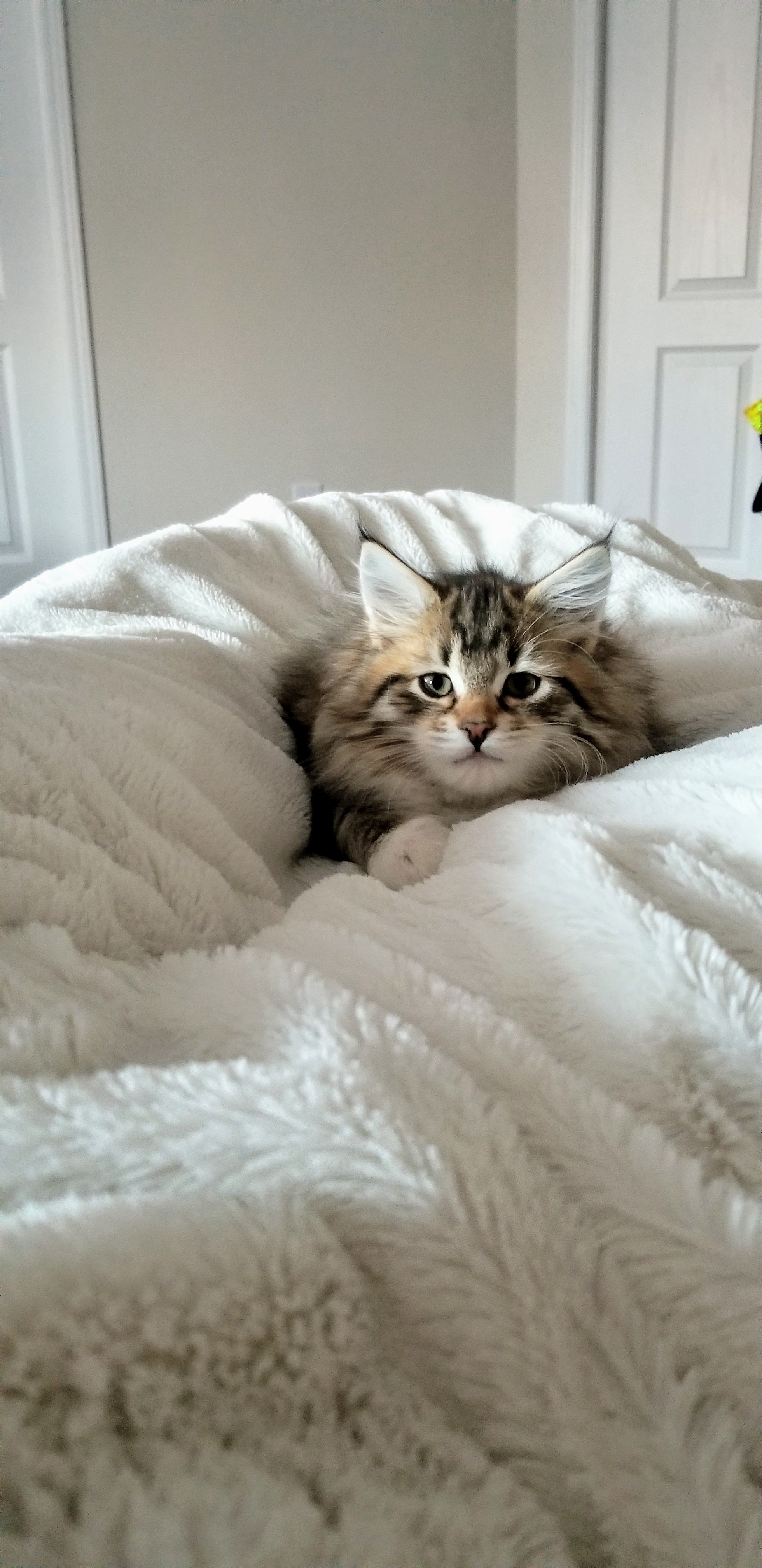 Our early spay & neuter program