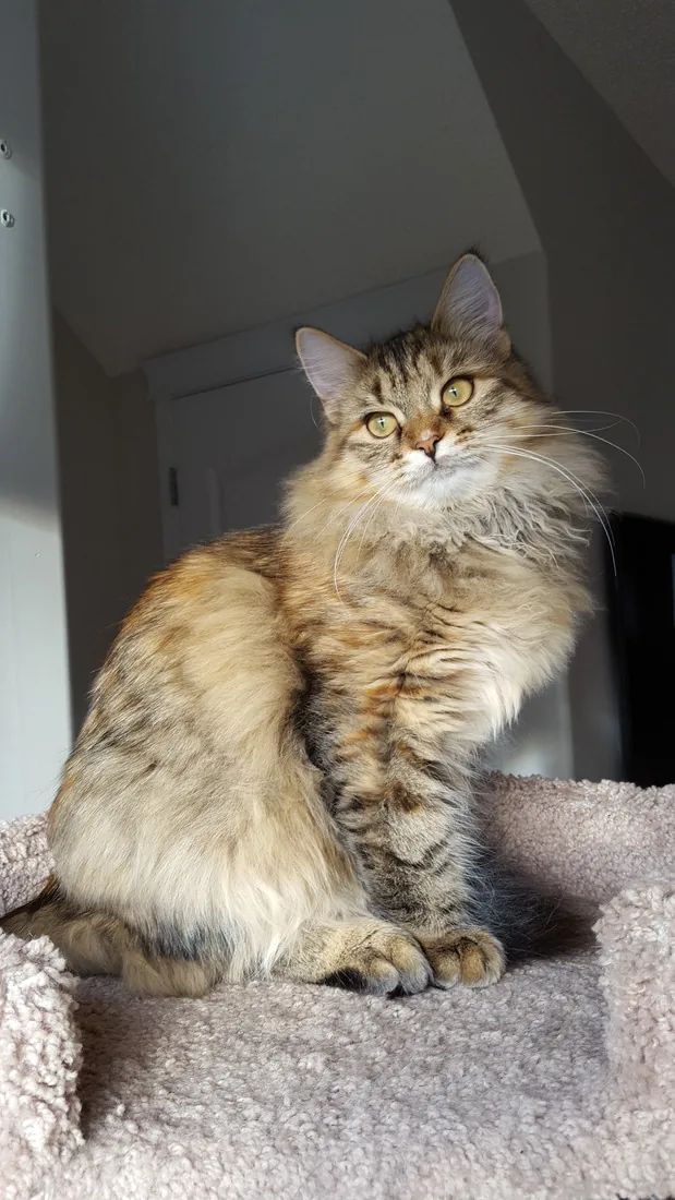 Caya, a brown tabby Siberian queen, in our home