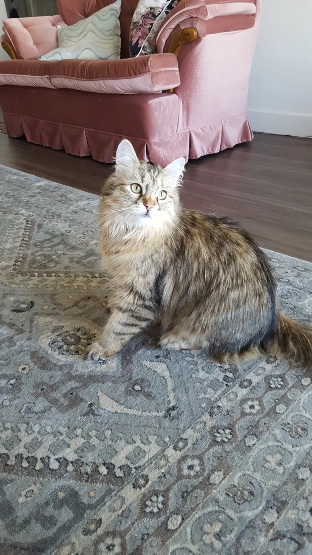 Dixie