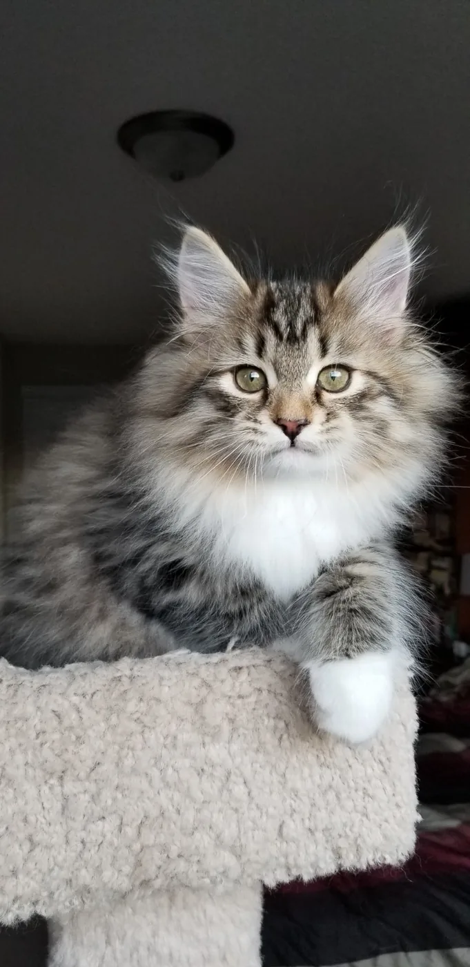 3 steps to find a Siberian cat breeder