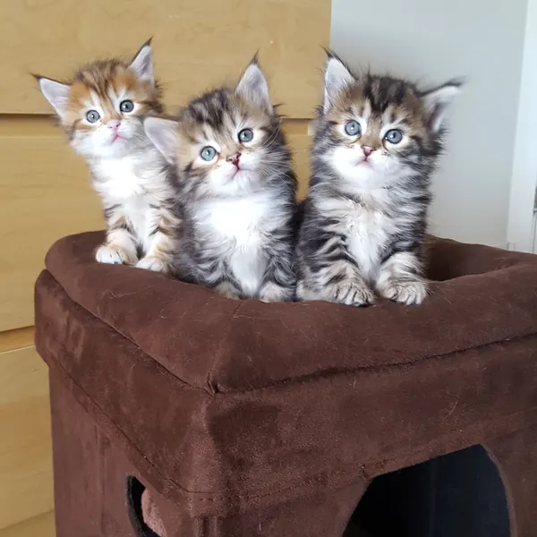 A Siberian kitten raised at Siberian Tale