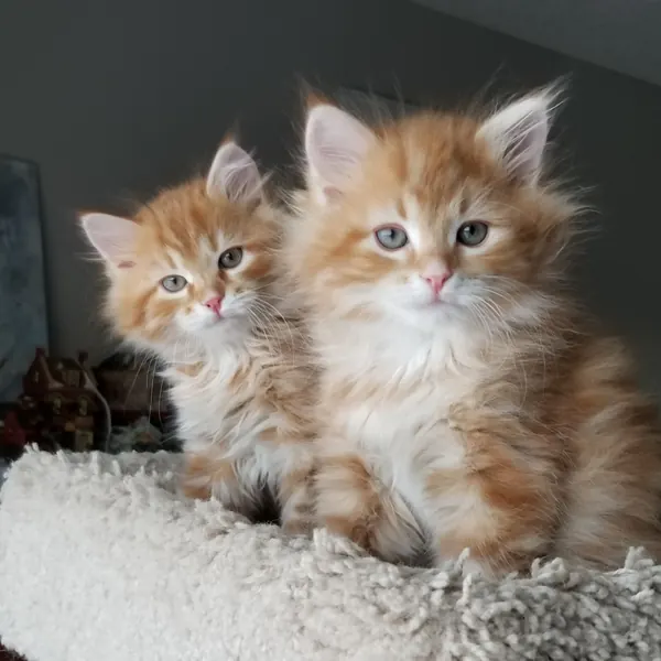 A Siberian kitten raised at Siberian Tale