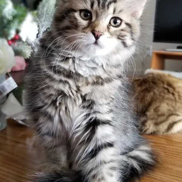 A Siberian kitten raised at Siberian Tale