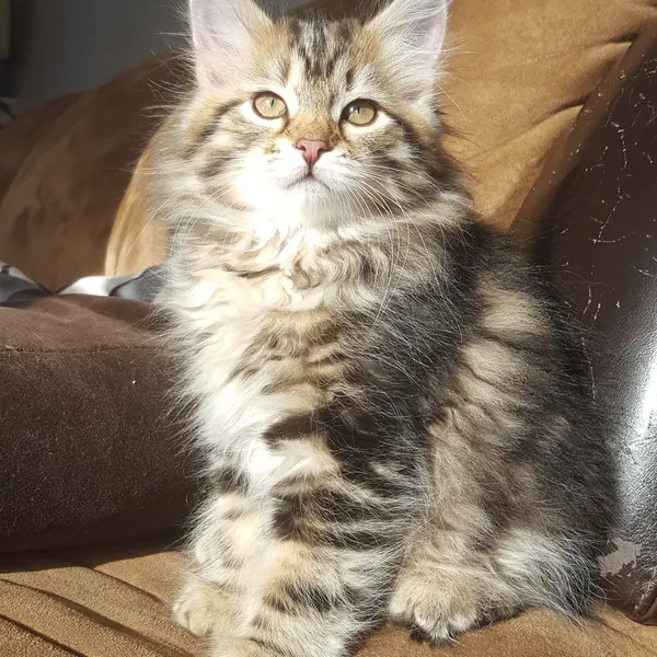 A Siberian kitten raised at Siberian Tale