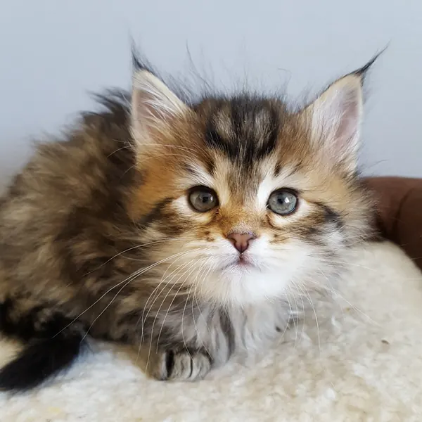 A Siberian kitten raised at Siberian Tale