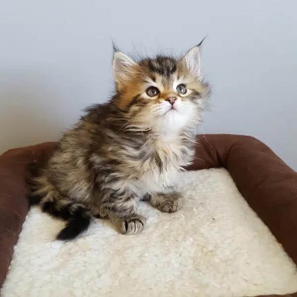 A Siberian kitten raised at Siberian Tale