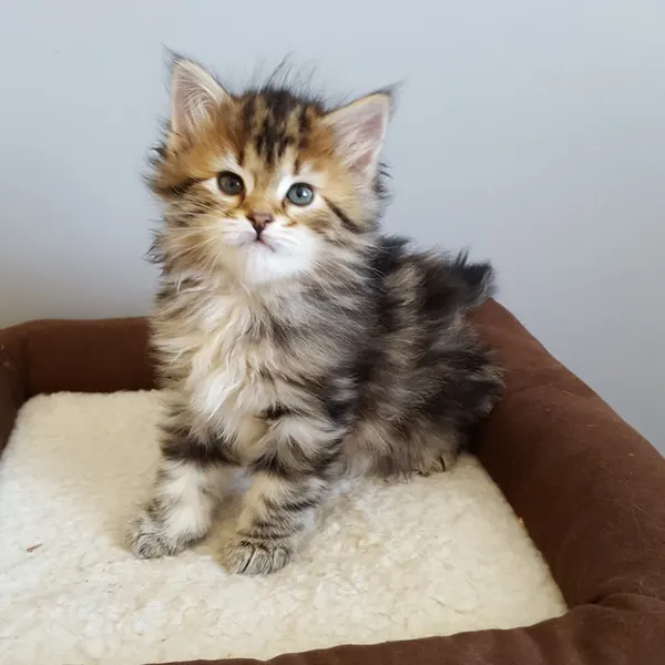 A Siberian kitten raised at Siberian Tale
