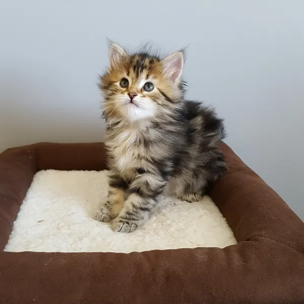 A Siberian kitten raised at Siberian Tale