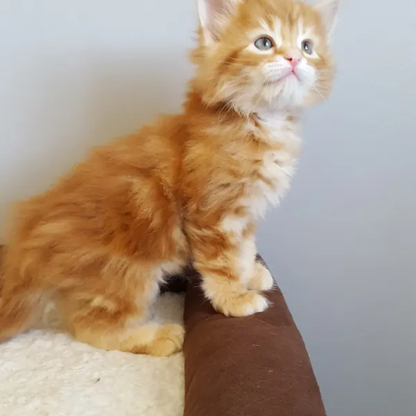 A Siberian kitten raised at Siberian Tale