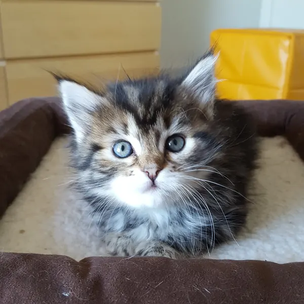 A Siberian kitten raised at Siberian Tale