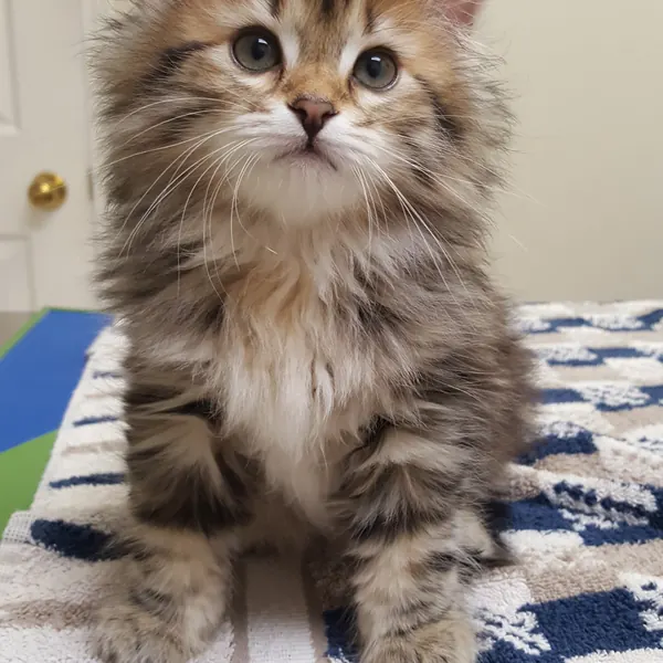A Siberian kitten raised at Siberian Tale