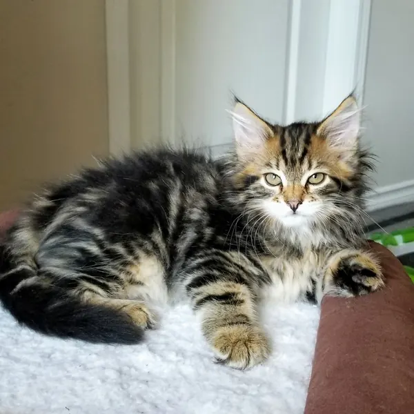 A Siberian kitten raised at Siberian Tale