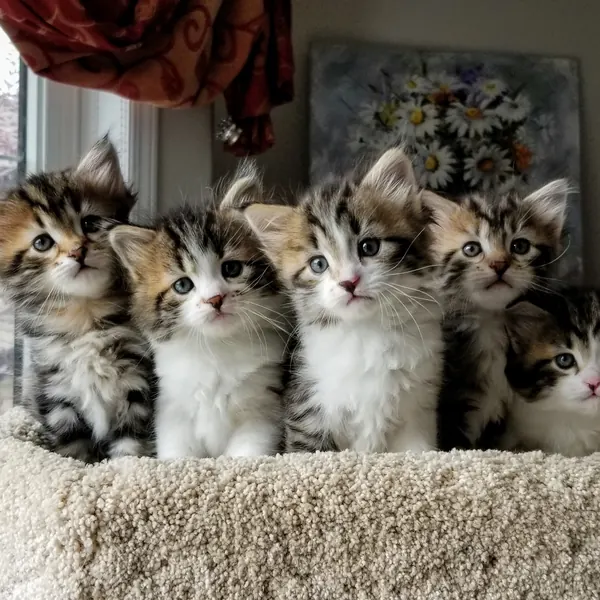 A Siberian kitten raised at Siberian Tale