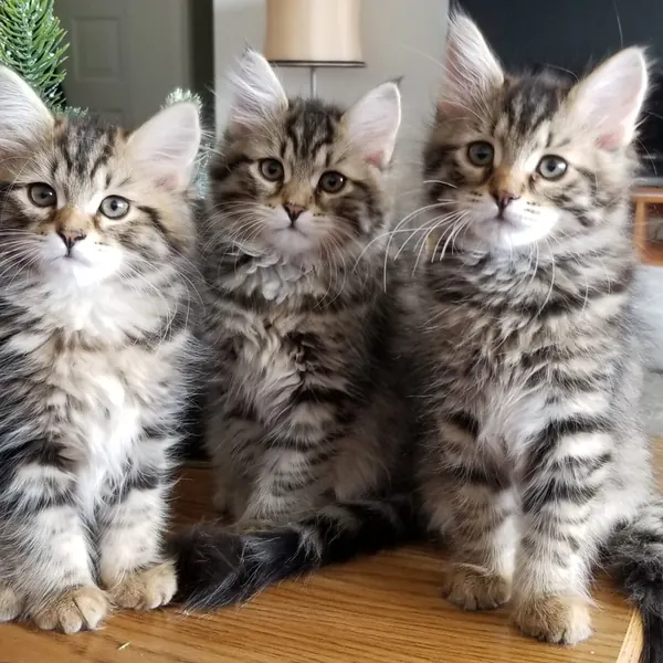 A Siberian kitten raised at Siberian Tale