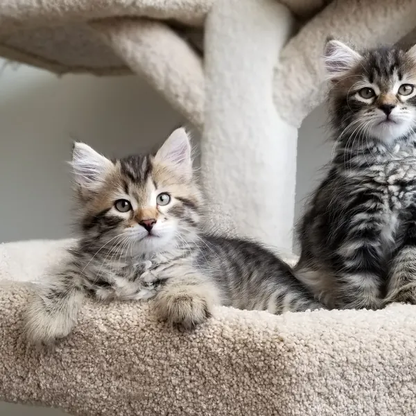 A Siberian kitten raised at Siberian Tale