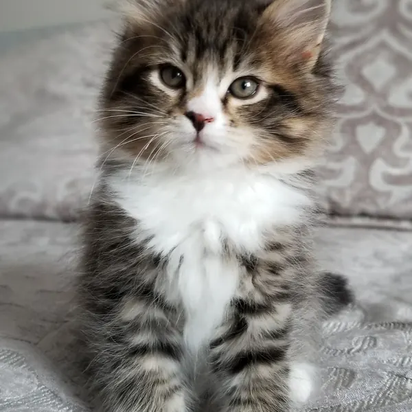 A Siberian kitten raised at Siberian Tale