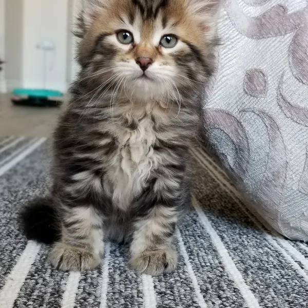 A Siberian kitten raised at Siberian Tale